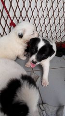 5 Mixed Breed Puppies Needs Home - Mixed Breed Dog