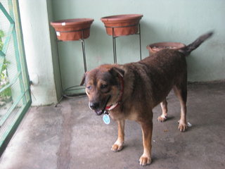 Kuttima - Mixed Breed Dog