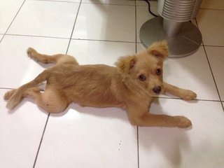 Rambow - Maltese + Pomeranian Dog