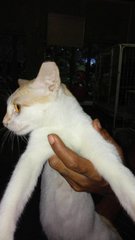 PF63416 - Domestic Short Hair Cat