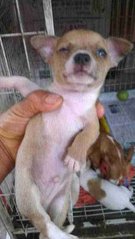 Chihuahua - Chihuahua Dog