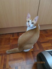 Mr Big Purr - Domestic Short Hair + Tabby Cat