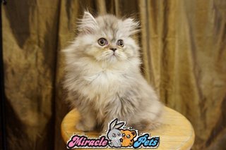 Semi Flat Persian Kitten Red Blue  - Persian Cat