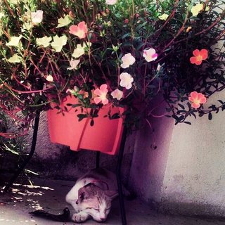 finding sum sleep under mum's shady flower pot