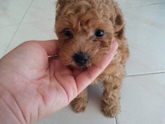 Small Toy Poodle - Poodle Dog