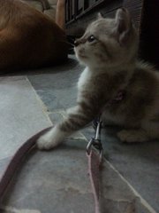 Mimi - Burmese + Siamese Cat