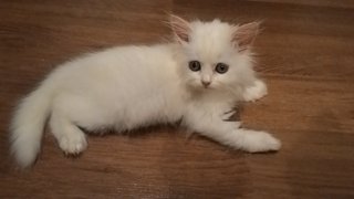 White Pure Persian - Persian Cat