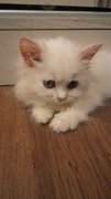 White Pure Persian - Persian Cat