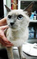 X (Adopted) See - Siamese Girl - Siamese Cat