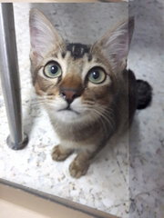 Xiu Fui (Pls Read Description) - Domestic Short Hair Cat