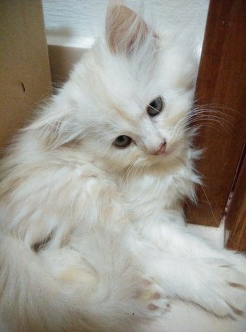 Marble Girl - Ragamuffin Cat