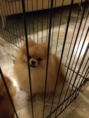 Cody - Pomeranian Dog