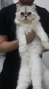 PF63762 - Persian + Chinchilla Cat