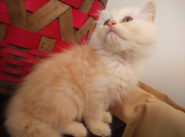 Maple - Persian Cat