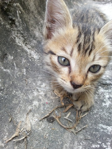 Romeo - Domestic Short Hair Cat