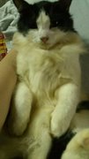Big C - Persian Cat