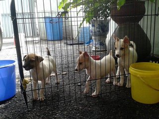 Jack Russell Terier For Adoption! - Jack Russell Terrier + Jack Russell Terrier (Parson Russell Terrier) Dog
