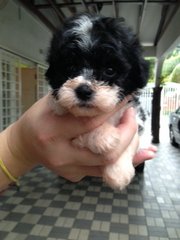 Parti Color Poodle Grey White - Poodle Dog