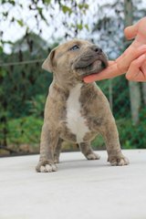 American Bully Puppies  - American Bulldog Dog