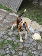 Yangyang  - Beagle Dog