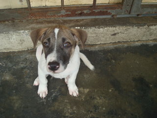 Boy 1, 2, 3  - Mixed Breed Dog