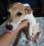 Minnie (Looking For Carer) - Mixed Breed Dog