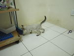 Mickey - Tabby + Siamese Cat