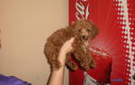 Toy Poodle Puppy - Poodle Dog