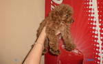 Toy Poodle Puppy - Poodle Dog