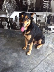 Rocky - Mixed Breed Dog