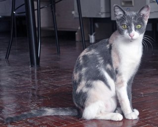 ❀ Cherie Blossom ❀ - Russian Blue + Calico Cat