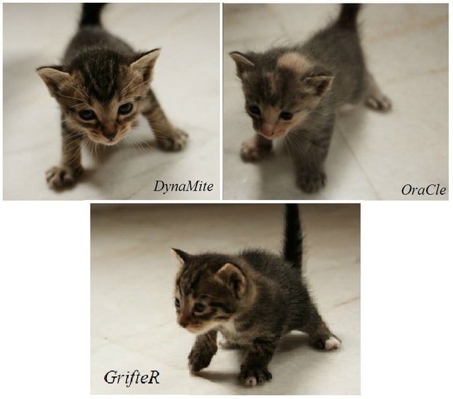 Dynamite, Oracle &amp; Grifter - Domestic Short Hair Cat