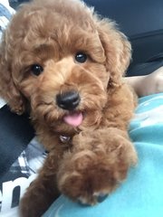 Toy Poodle  - Poodle Dog