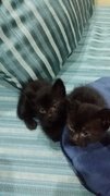 Black Kittens - British Shorthair + Domestic Medium Hair Cat