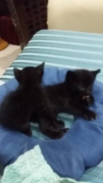 Black Kittens - British Shorthair + Domestic Medium Hair Cat