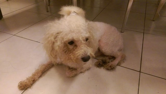 White Male Toy Poodle - Poodle Dog