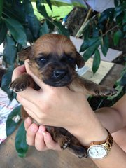 Puppies - Mixed Breed Dog