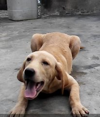 Labrador Female - Labrador Retriever Dog