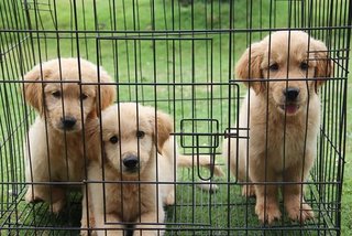Pure Breed Golden Retriever Puppies - Golden Retriever Dog