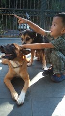 Amber (Great With Children) - Mixed Breed Dog