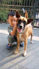 Amber (Great With Children) - Mixed Breed Dog