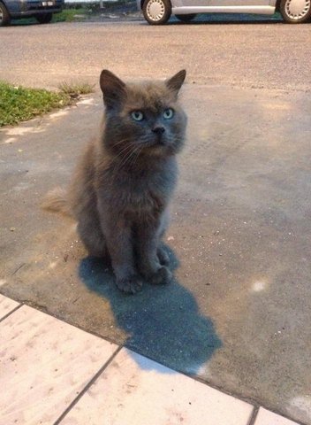 British Shorthair - British Shorthair + Persian Cat