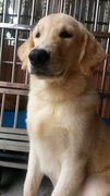 Hercules - Golden Retriever Dog