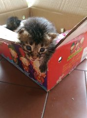 Young Kittens - Domestic Short Hair Cat