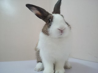 Toby - Dutch + Rex Rabbit