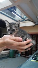 Red - Domestic Short Hair Cat