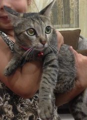 Meowsie - Tabby Cat