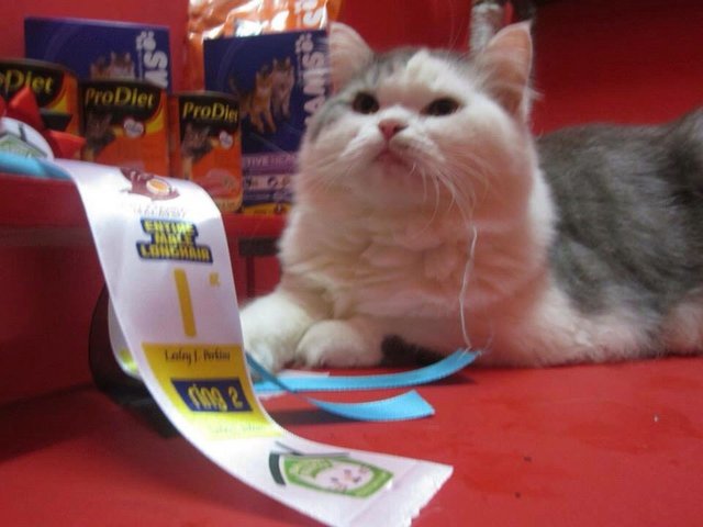 Louie - Persian Cat