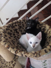 Milky And Milo - Tuxedo + Siamese Cat