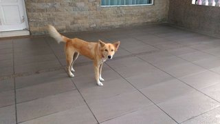 Shama - Mixed Breed Dog